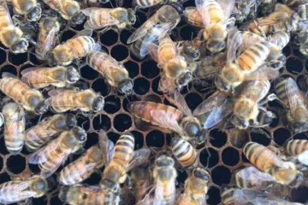 蜜蜂的耐寒温度，温度为4-5℃时意蜂会完全冻僵