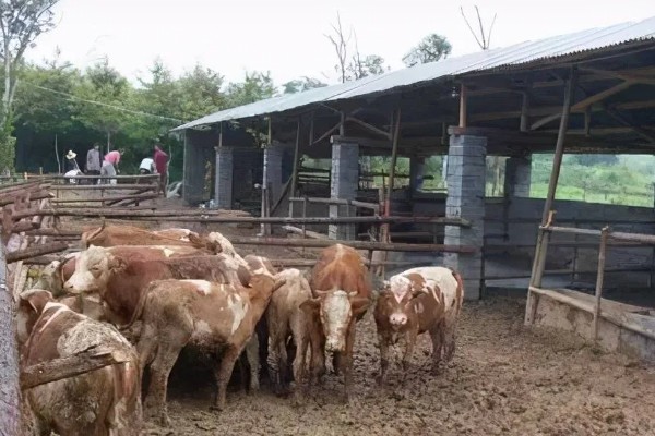 肉牛养牛场的建设方法，每百头牛需1-1.5亩