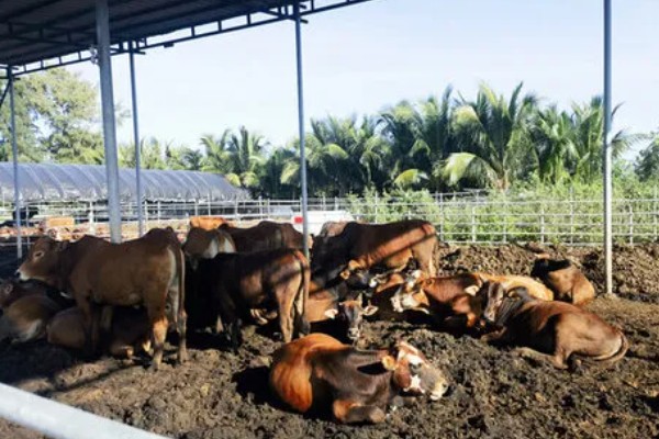 肉牛养牛场的建设方法，每百头牛需1-1.5亩