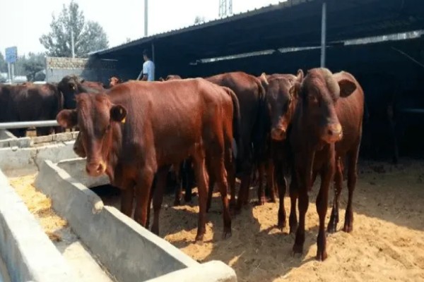 肉牛养牛场的建设方法，每百头牛需1-1.5亩