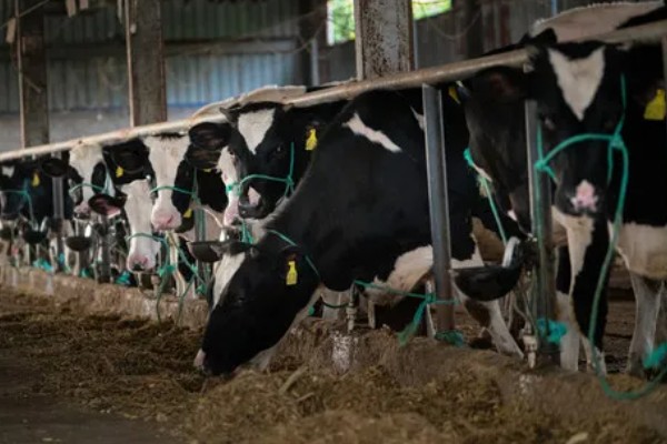 肉牛养牛场的建设方法，每百头牛需1-1.5亩