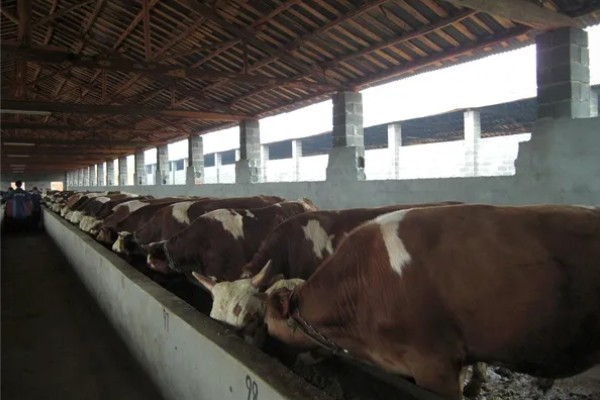 肉牛养牛场的建设方法，每百头牛需1-1.5亩