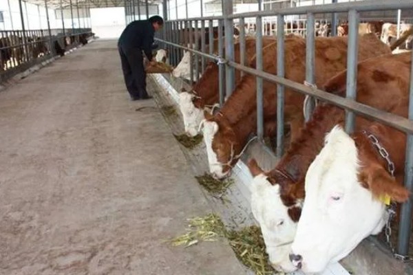 肉牛养牛场的建设方法，每百头牛需1-1.5亩