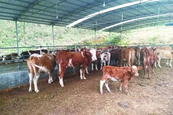 肉牛养牛场的建设方法，每百头牛需1-1.5亩
