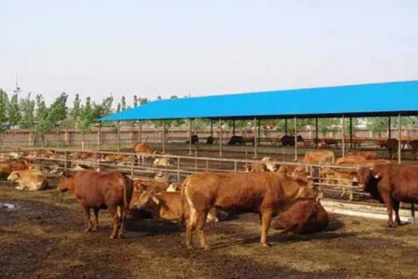 肉牛养牛场的建设方法，每百头牛需1-1.5亩