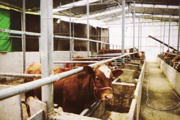 肉牛养牛场的建设方法，每百头牛需1-1.5亩