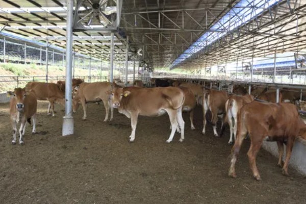 肉牛养牛场的建设方法，每百头牛需1-1.5亩