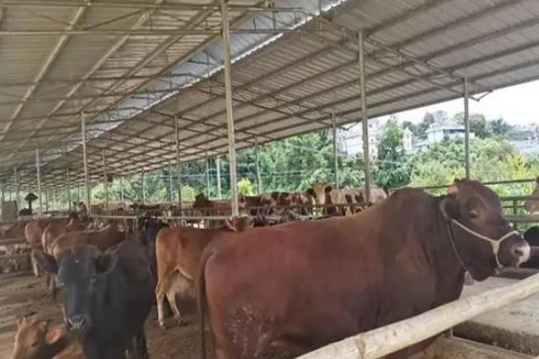 肉牛养牛场的建设方法，每百头牛需1-1.5亩