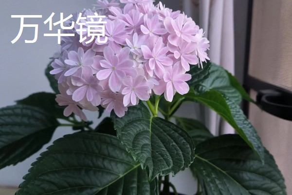 新老枝开花的绣球品种介绍，有佳澄、万华镜等