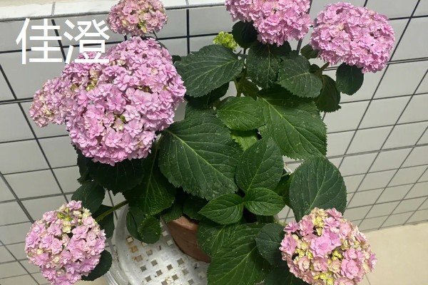 新老枝开花的绣球品种介绍，有佳澄、万华镜等