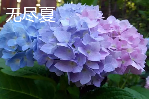 新老枝开花的绣球品种介绍，有佳澄、万华镜等