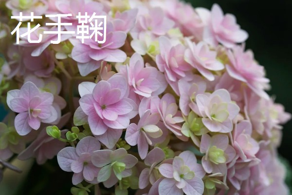 新老枝开花的绣球品种介绍，有佳澄、万华镜等