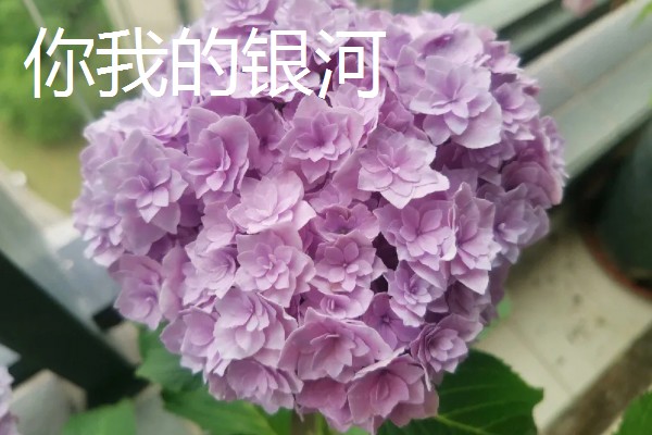 新老枝开花的绣球品种介绍，有佳澄、万华镜等