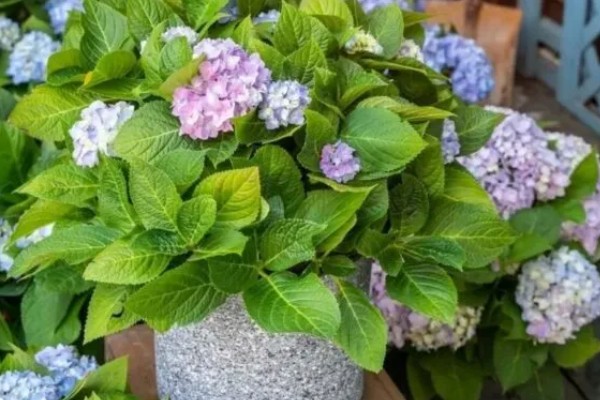 新老枝开花的绣球品种介绍，有佳澄、万华镜等