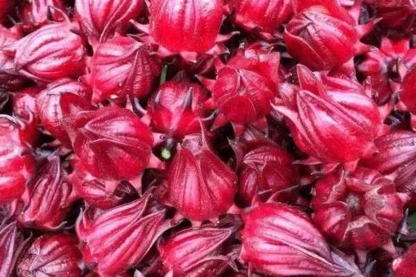 红桃k自己怎么留种子，晒干后取出种子保存