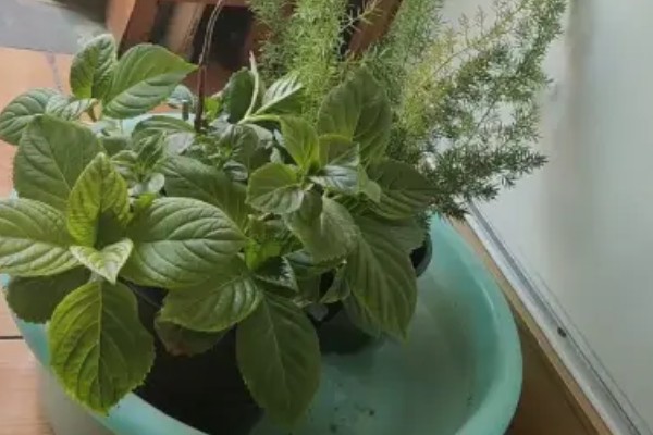 新老枝开花的绣球品种介绍，有佳澄、万华镜等