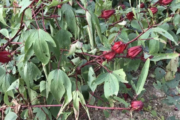 红桃k自己怎么留种子，晒干后取出种子保存