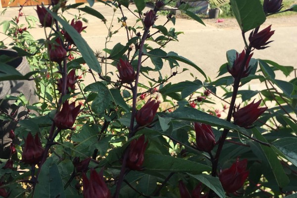 红桃k自己怎么留种子，晒干后取出种子保存