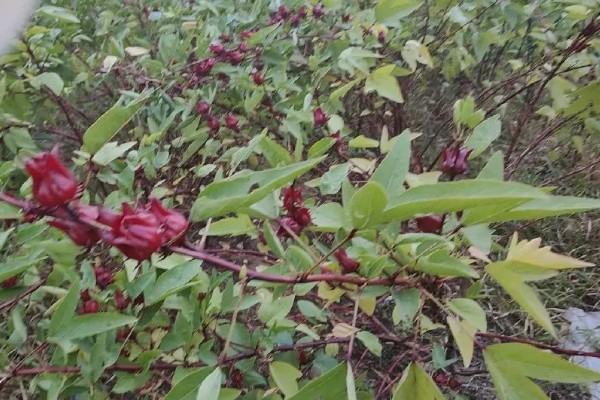 红桃k自己怎么留种子，晒干后取出种子保存