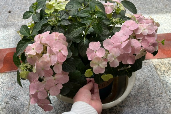 新老枝开花的绣球品种介绍，有佳澄、万华镜等