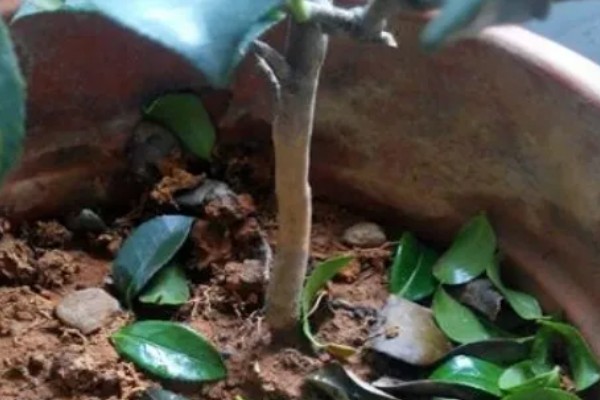 茶花落叶的原因,可能是浇水不足所致