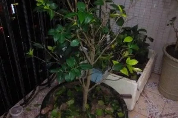 茶花落叶的原因,可能是浇水不足所致