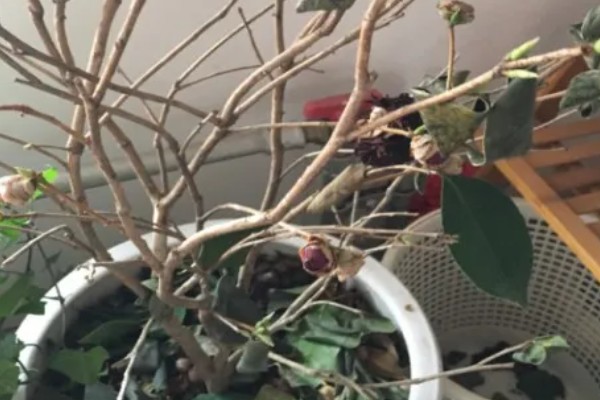 茶花落叶的原因,可能是浇水不足所致