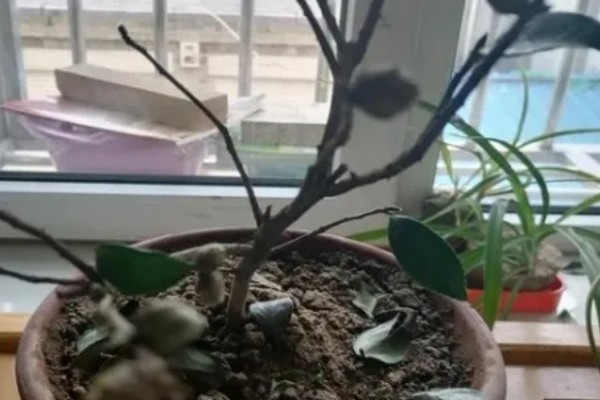 茶花落叶的原因,可能是浇水不足所致