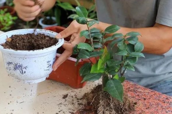 茶花落叶的原因,可能是浇水不足所致