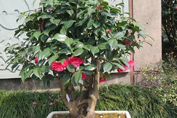 茶花落叶的原因,可能是浇水不足所致