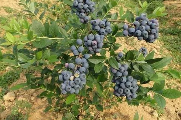 蓝莓是否种两棵才能结果，部分品种能够自花授粉结果
