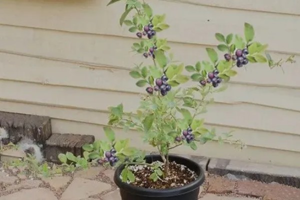 蓝莓是否种两棵才能结果，部分品种能够自花授粉结果