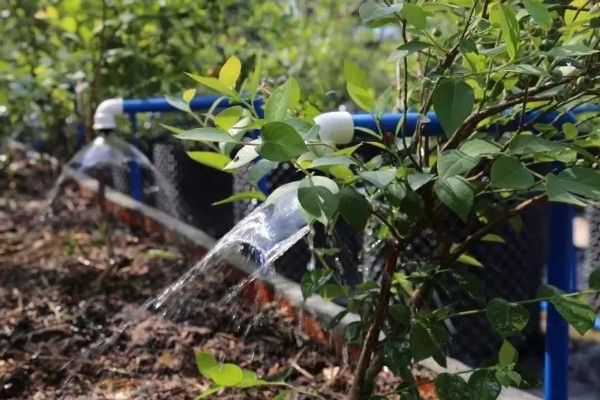 蓝莓是否种两棵才能结果，部分品种能够自花授粉结果