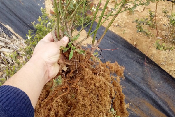 蓝莓是否种两棵才能结果，部分品种能够自花授粉结果