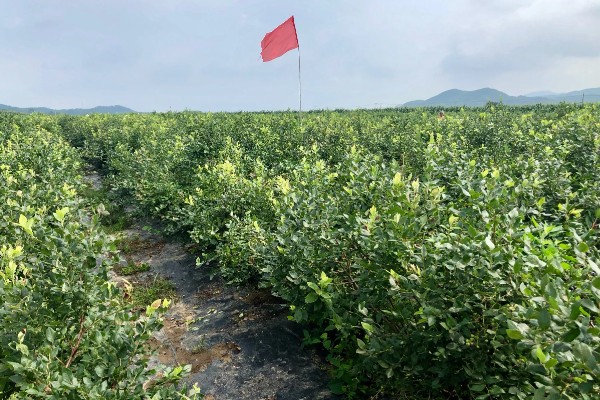 蓝莓是否种两棵才能结果，部分品种能够自花授粉结果