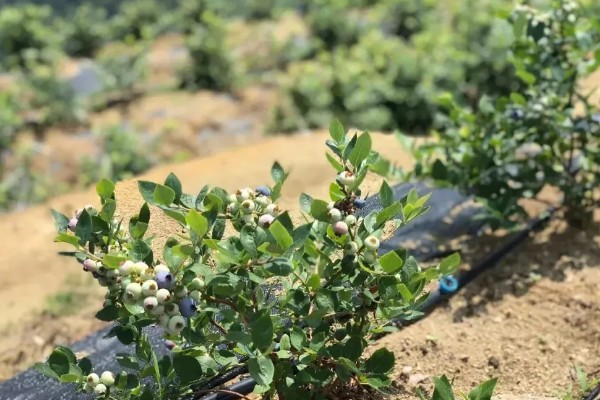 蓝莓是否种两棵才能结果，部分品种能够自花授粉结果