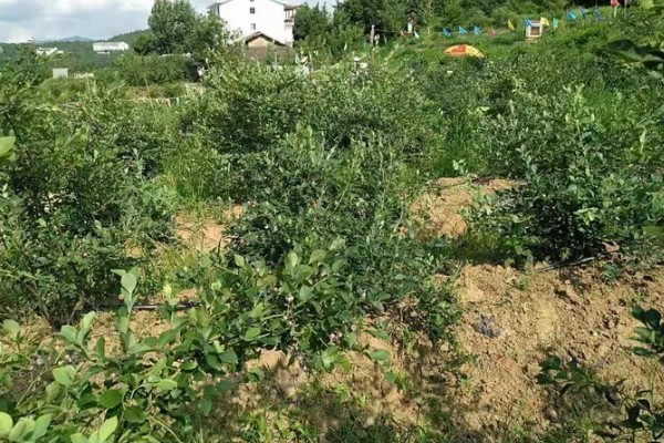 蓝莓是否种两棵才能结果，部分品种能够自花授粉结果