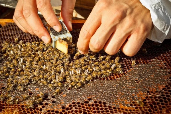 巢虫的防治方法，用油灰封闭蜂箱的缝隙可以有效预防