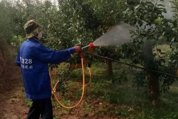 怎么防治果树的病虫害,萌芽前可喷施石硫合剂