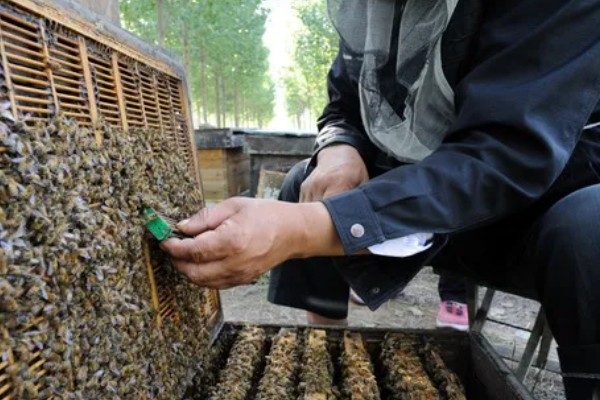 巢虫的防治方法，用油灰封闭蜂箱的缝隙可以有效预防