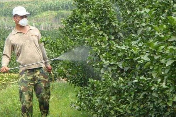 怎么防治果树的病虫害,萌芽前可喷施石硫合剂
