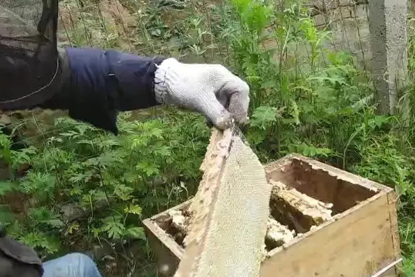 巢虫的防治方法，用油灰封闭蜂箱的缝隙可以有效预防