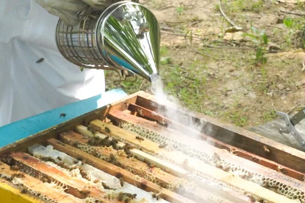 巢虫的防治方法，用油灰封闭蜂箱的缝隙可以有效预防