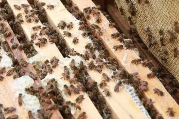 巢虫的防治方法，用油灰封闭蜂箱的缝隙可以有效预防