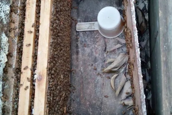 巢虫的防治方法，用油灰封闭蜂箱的缝隙可以有效预防
