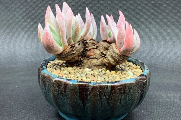 为什么苹果仙女杯那么贵，因为其成活率非常低