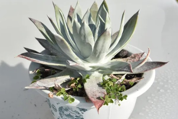 为什么苹果仙女杯那么贵，因为其成活率非常低