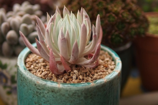 为什么苹果仙女杯那么贵，因为其成活率非常低