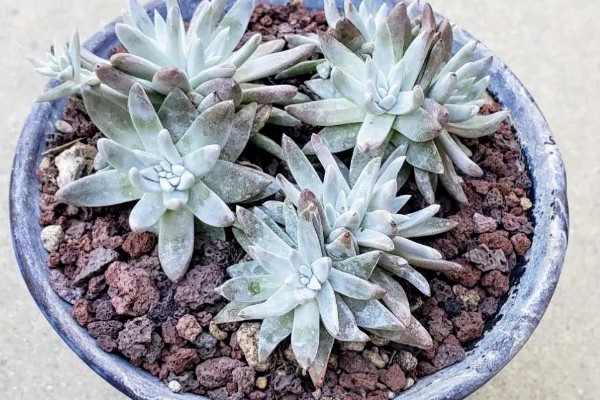 为什么苹果仙女杯那么贵，因为其成活率非常低