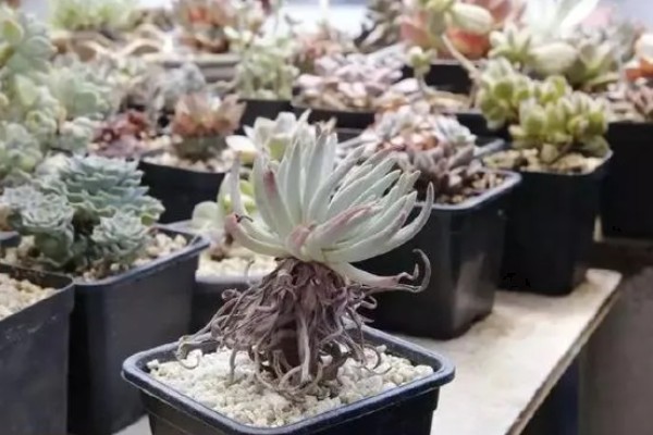 为什么苹果仙女杯那么贵，因为其成活率非常低